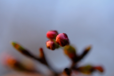 soku_13707.jpg :: 植物 花 桜 サクラ 蕾 つぼみ 