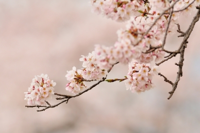 soku_13756.jpg :: 植物 花 桜 サクラ 