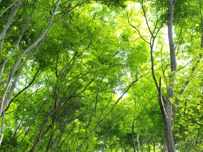 soku_13757.jpg :: 風景 自然 森林 ハイキー 
