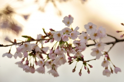 soku_13758.jpg :: 植物 花 桜 サクラ 