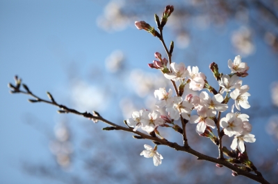 soku_13760.jpg :: 植物 花 桜 サクラ 