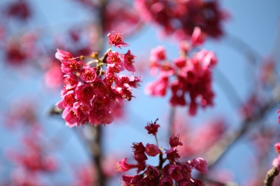 soku_13761.jpg :: 植物 花 桜 サクラ 