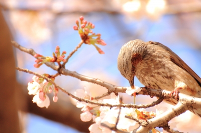 soku_13768.jpg :: 植物 花 桜 サクラ 動物 鳥 野山の鳥 