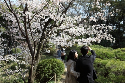 soku_13771.jpg :: 植物 花 桜 サクラ 縮景園 