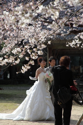 soku_13772.jpg :: 植物 花 桜 サクラ ウェディング ドレス 縮景園 