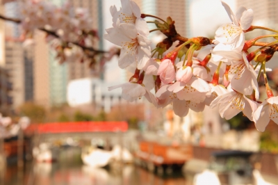 soku_13812.jpg :: 植物 花 桜 サクラ 