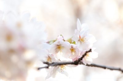 soku_13817.jpg :: 植物 花 桜 サクラ 