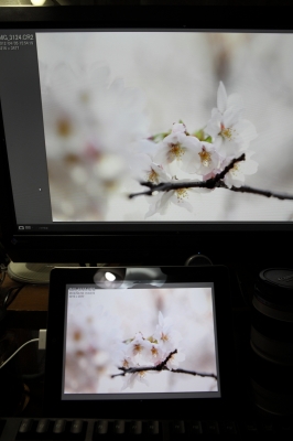 soku_13818.jpg :: 植物 花 桜 サクラ 液晶モニタ 比較 EIZO FS2332 ipad2 