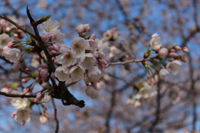 soku_13822.jpg :: 植物 花 桜 サクラ 