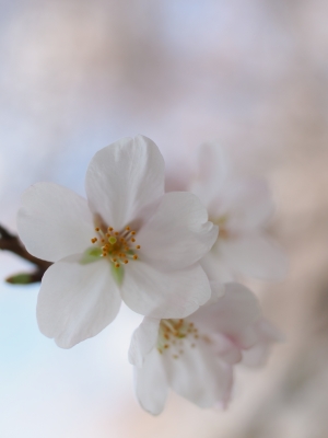 soku_13825.jpg :: 植物 花 桜 サクラ マクロ 