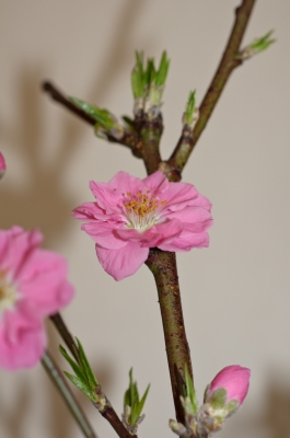 soku_13826.jpg :: 桃の花 植物 花 ピンクの花 