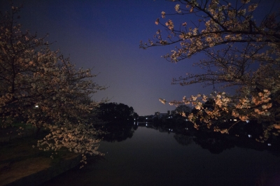 soku_13828.jpg :: 植物 花 桜 サクラ 風景 自然 夜景 水分 
