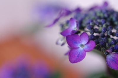 soku_13834.jpg :: 植物 花 紫陽花 アジサイ 