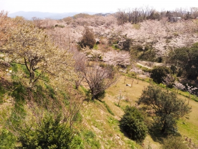 soku_13838.jpg :: 植物 花 桜 サクラ 