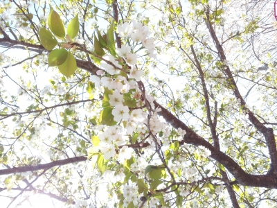 soku_13839.jpg :: 植物 花 桜 サクラ 
