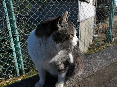 soku_13843.jpg :: PowerShotS95 風景 動物 哺乳類 猫 ネコ 