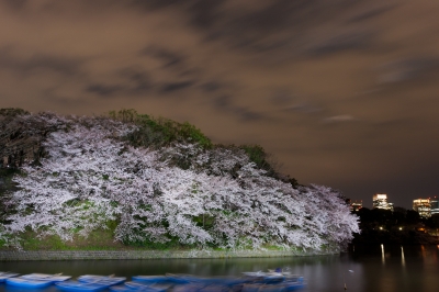 soku_13845.jpg :: 千鳥ヶ淵 植物 花 桜 サクラ 夜桜 夜景 植物 スローシャッター 被写体ブレw (^_^) 