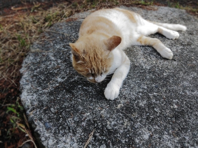 soku_13846.jpg :: PowerShotS95 風景 動物 哺乳類 猫 ネコ 