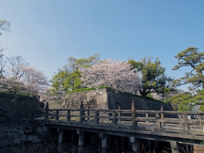 soku_13847.jpg :: 植物 花 桜 サクラ 