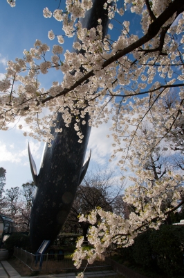 soku_13852.jpg :: 上野 クジラ 国立科学博物館 植物 花 桜 サクラ (^_^) 