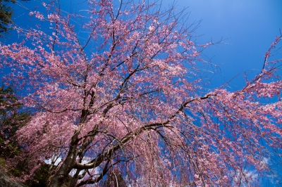 soku_13858.jpg :: 植物 花 桜 サクラ 枝垂れ桜 
