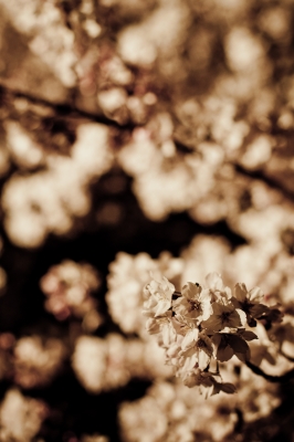 soku_13859.jpg :: 植物 花 桜 サクラ 夜桜 マクロ 