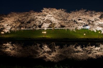 soku_13860.jpg :: 植物 花 桜 サクラ 夜桜 