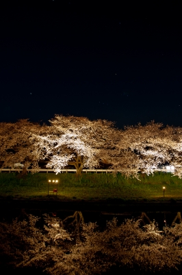 soku_13861.jpg :: 植物 花 桜 サクラ 夜桜 