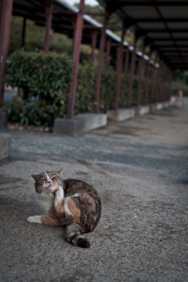 soku_13866.jpg :: 動物 哺乳類 猫 ネコ 