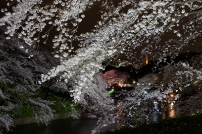 soku_13871.jpg :: 千鳥ヶ淵 東京タワー 植物 夜景 被写体ブレw 植物 花 桜 サクラ 夜桜 (^_^) 