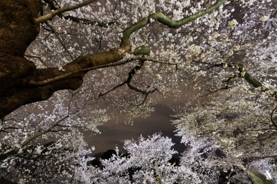 soku_13875.jpg :: 千鳥ヶ淵 夜桜 植物 花 桜 サクラ (^_^) 