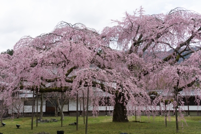 soku_13876.jpg :: 植物 花 桜 サクラ 