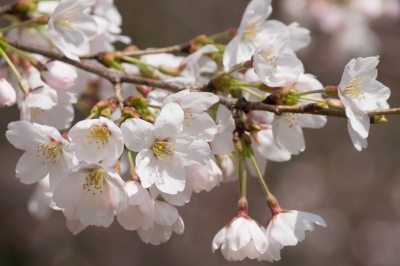 soku_13877.jpg :: 植物 花 桜 サクラ マクロ 