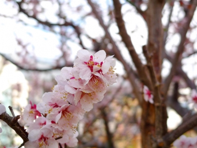 soku_13886.jpg :: 近所の痩せた桜 植物 花 桜 サクラ 