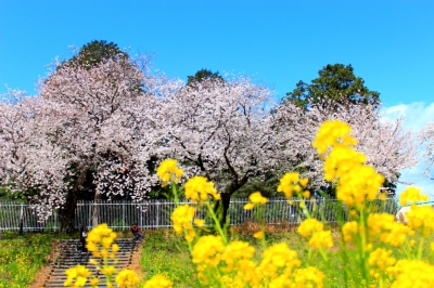 soku_13887.jpg :: 植物 花 桜 サクラ 
