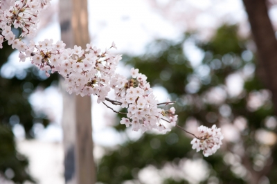 soku_13893.jpg :: 植物 花 桜 サクラ 