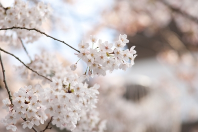 soku_13894.jpg :: 植物 花 桜 サクラ 