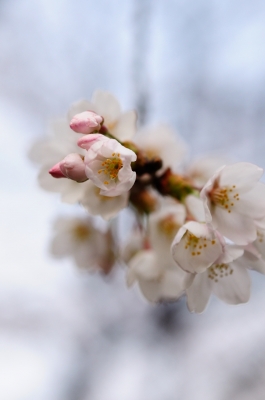 soku_13896.jpg :: 植物 花 桜 サクラ 