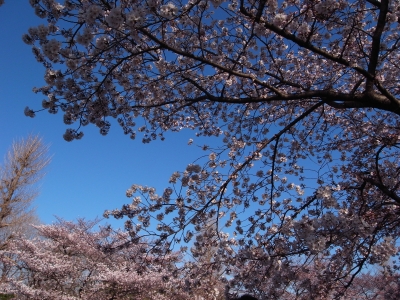 soku_13910.jpg :: 植物 花 桜 サクラ 