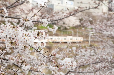 soku_13912.jpg :: 植物 花 桜 サクラ 鉄道 