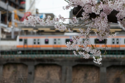 soku_13914.jpg :: 植物 桜 鉄道 中央線 