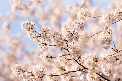 soku_13919.jpg :: 植物 花 桜 サクラ 