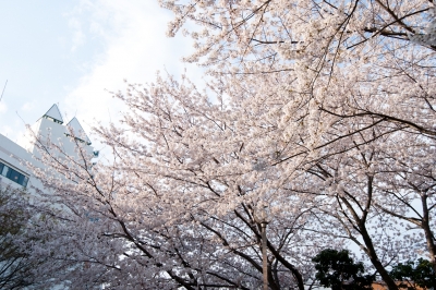 soku_13920.jpg :: 植物 花 桜 サクラ 