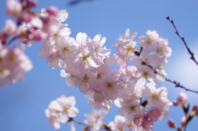 soku_13921.jpg :: 植物 花 桜 サクラ 