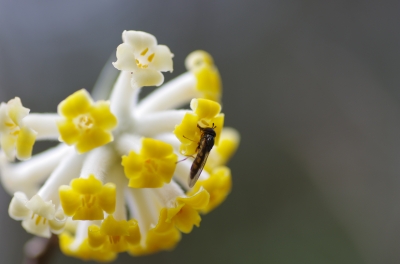 soku_13923.jpg :: 植物 花 虫 昆虫 黄色い花 