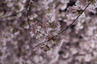 soku_13925.jpg :: 植物 花 桜 サクラ 夜桜 