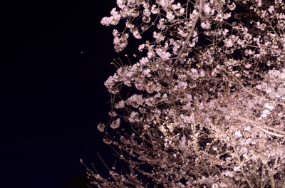soku_13926.jpg :: 植物 花 桜 サクラ 夜桜 