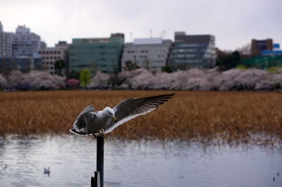 soku_13930.jpg :: 動物 鳥 鷗 カモメ ウミネコ 