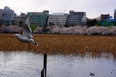 soku_13931.jpg :: 動物 鳥 鷗 カモメ ウミネコ 