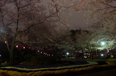 soku_13932.jpg :: 風景 植物 花 桜 サクラ 夜桜 飛鳥山 
